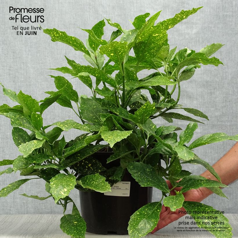 Esimerkki kesällä toimitetusta Kiiltopensas Variegata Ruukku 7,5L / 10L-taimesta