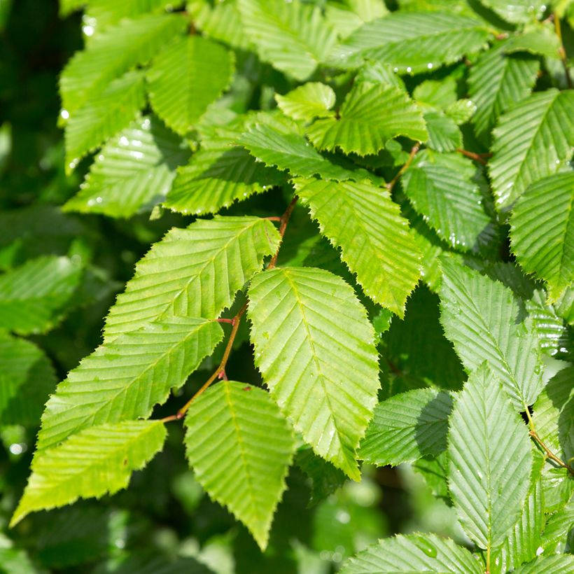 Harmaaleppä - Alnus incana (Lehvistö)
