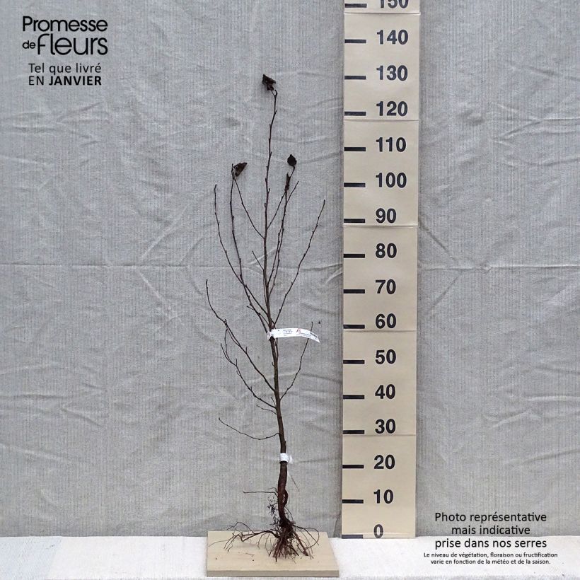 Esimerkki talvella toimitetusta Lepä - Alnus cordata Petites Racines nues-taimesta