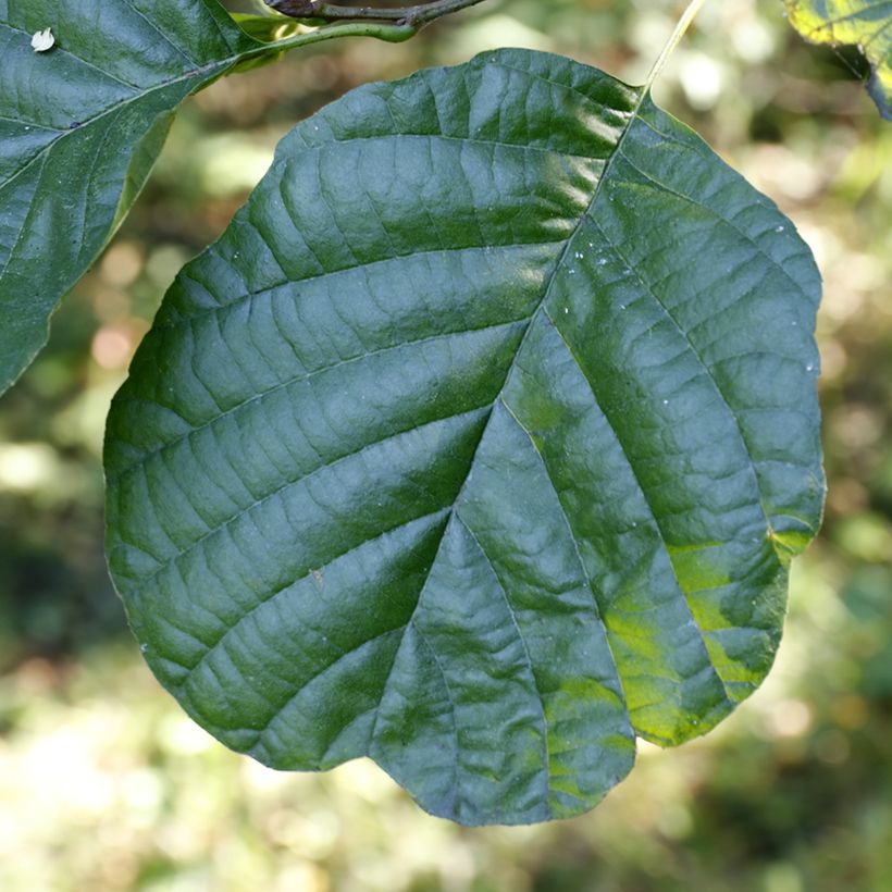 Tervaleppä - Alnus glutinosa (Lehvistö)