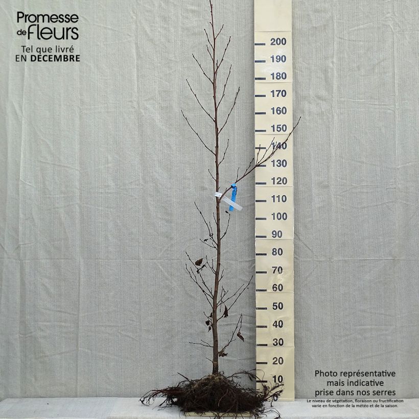 Esimerkki talvella toimitetusta Tervaleppä - Alnus glutinosa Paljasjuurinen-taimesta