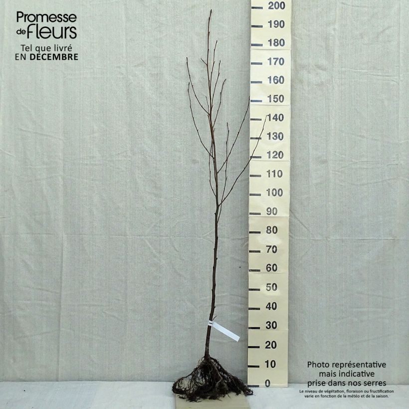 Esimerkki talvella toimitetusta Tervaleppä - Alnus glutinosa Paljasjuurinen-taimesta