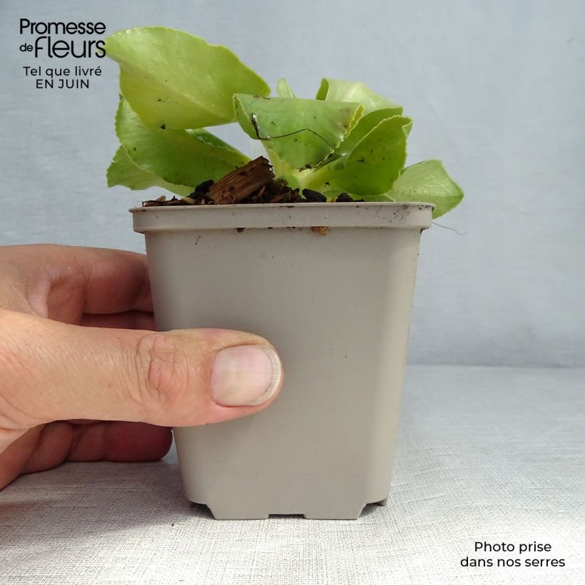Esimerkki kesällä toimitetusta Pihaesikko - Primula x pubescens Taimiruukku 8/9 cm-taimesta