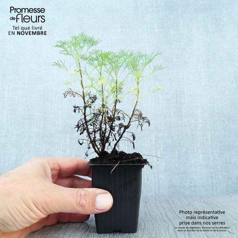 Esimerkki syksyllä toimitetusta Aaprottimaruna - Artemisia abrotanum 7/8 cm taimiruukku-taimesta