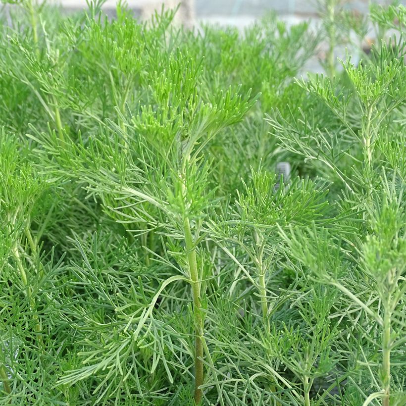 Aaprottimaruna - Artemisia abrotanum (Lehvistö)
