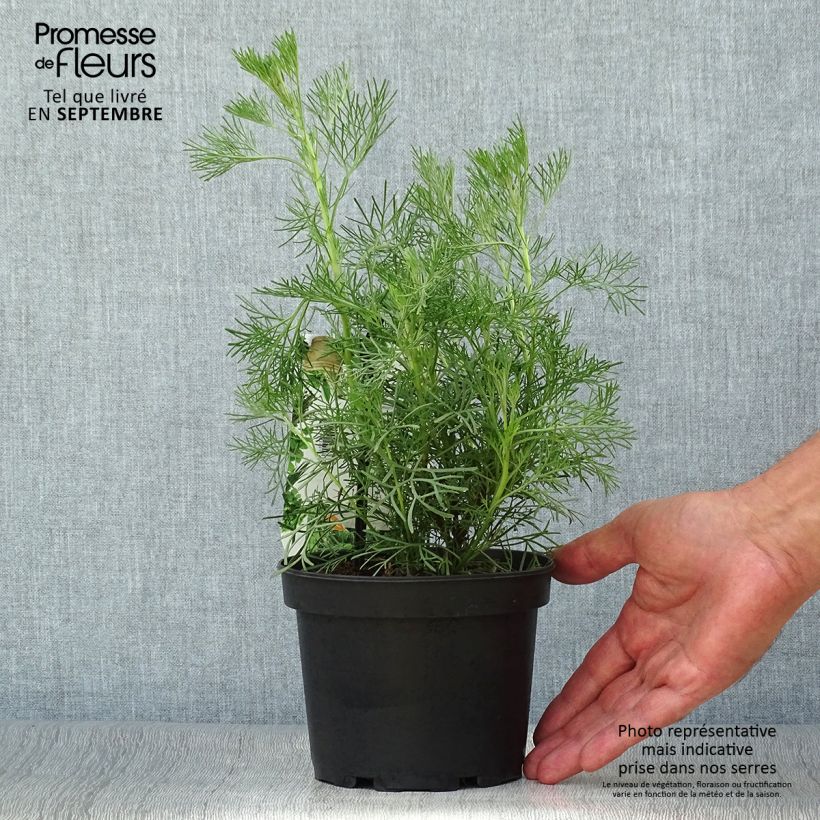Esimerkki syksyllä toimitetusta Aaprottimaruna - Artemisia abrotanum 1,5 litran / 2 litran kannu-taimesta