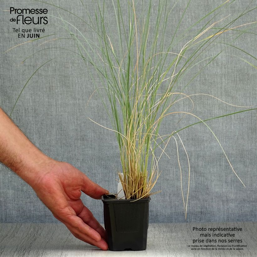 Esimerkki kesällä toimitetusta Ikikaura Pendula Taimiruukku 8/9 cm-taimesta