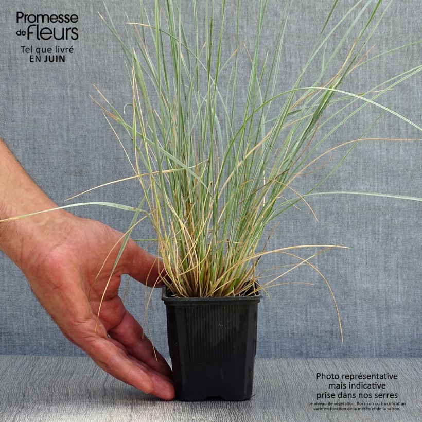Esimerkki kesällä toimitetusta Ikikaura - Helictotrichon sempervirens Taimiruukku 8/9 cm-taimesta