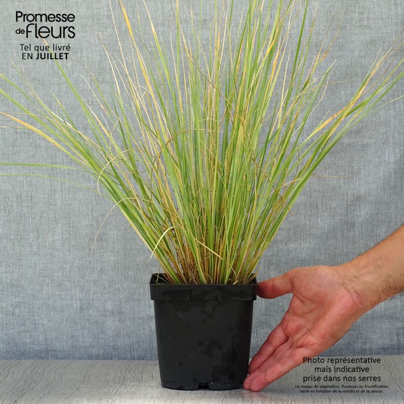 Esimerkki kesällä toimitetusta Ikikaura - Helictotrichon sempervirens Ruukku 2L / 3L-taimesta