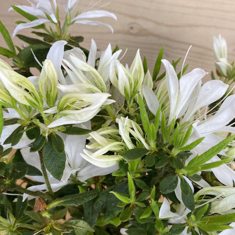 Japaninatsalea Koromo- shikibu White (Lehvistö)