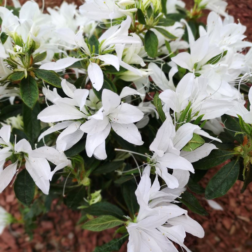 Japaninatsalea Koromo- shikibu White (Kukinta)
