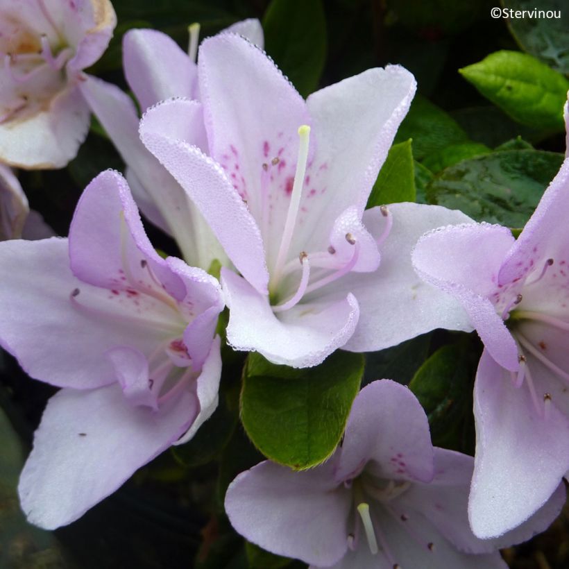 Japaninatsalea Rêve de Lilas (Kukinta)