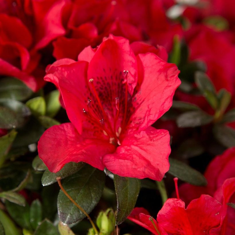 Japaninatsalea ENCORE Autumn Fire (Kukinta)