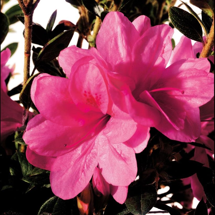 Japaninatsalea ENCORE Empress (Kukinta)