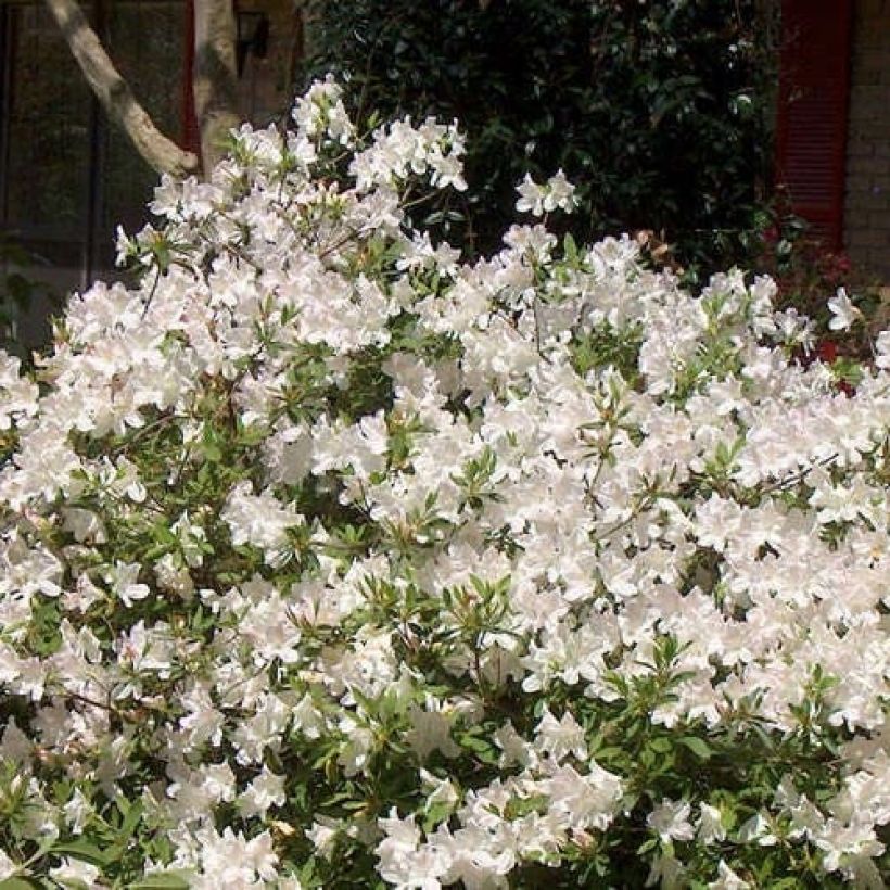 Japaninatsalea ENCORE Ivory (Kasvutapa)
