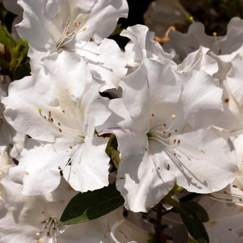 Japaninatsalea ENCORE Lily (Kukinta)
