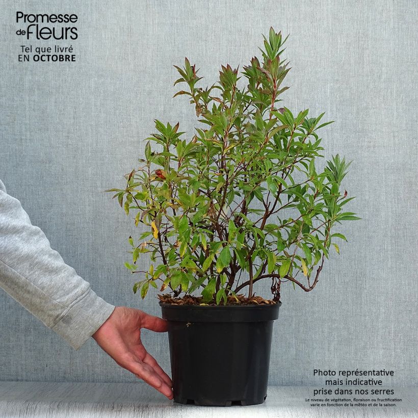 Esimerkki syksyllä toimitetusta Atsalea - Rhododendron (Azalea) canescens 4 litran/5 litran ruukku-taimesta