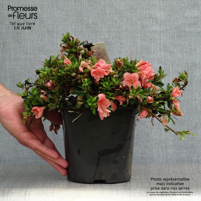 Esimerkki kesällä toimitetusta Japaninatsalea Pink Cascade 2 litran/3 litran ruukku-taimesta