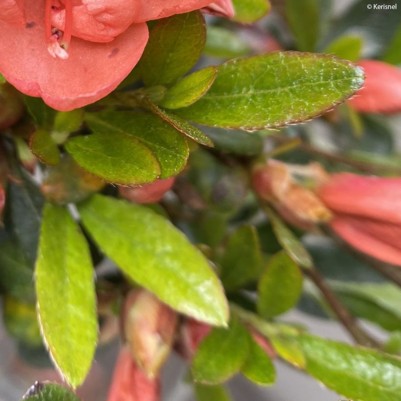 Japaninatsalea Pink Cascade (Lehvistö)
