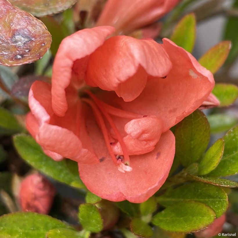 Japaninatsalea Pink Cascade (Kukinta)