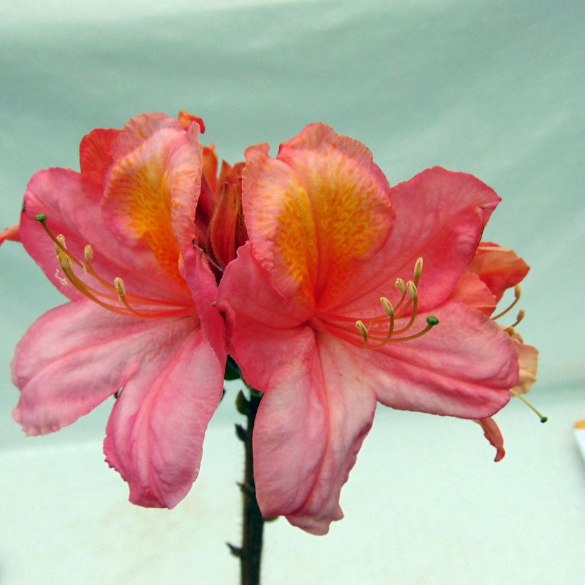 Puistoatsalea Berry Rose (Kukinta)