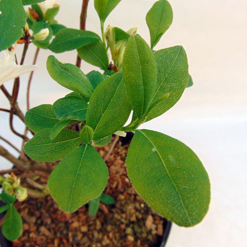 Puistoatsalea Fragrant Star (Lehvistö)