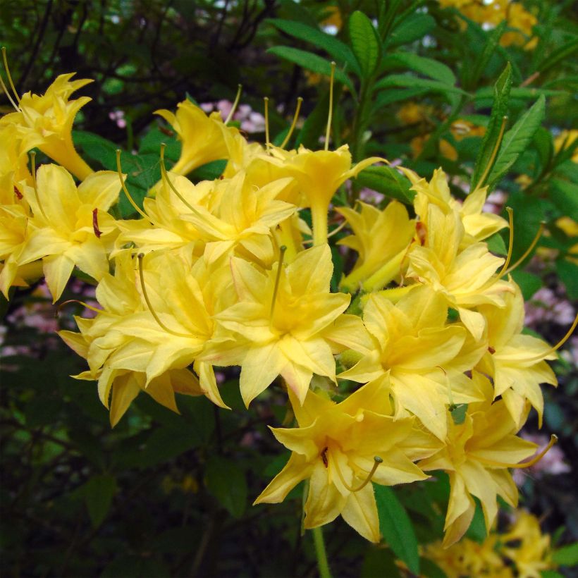 Puistoatsalea Narcissiflora (Kukinta)