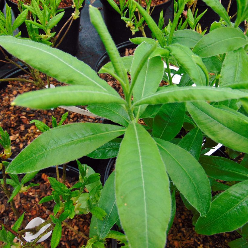 Puistoatsalea Narcissiflora (Lehvistö)