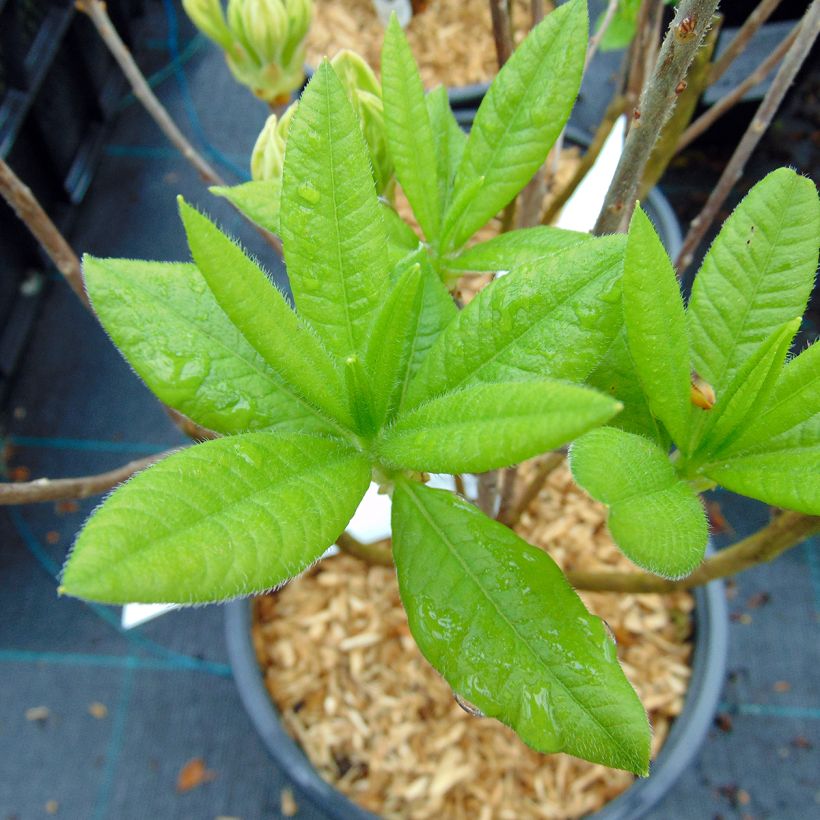Puistoatsalea Persil (Lehvistö)