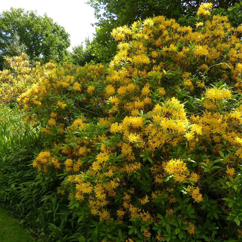 Kelta-atsalea - Rhododendron luteum (Kasvutapa)