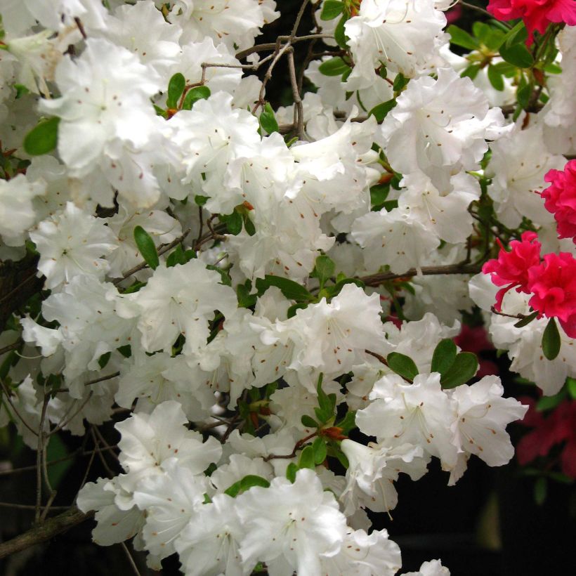 Japaninatsalea Adonis (Kukinta)