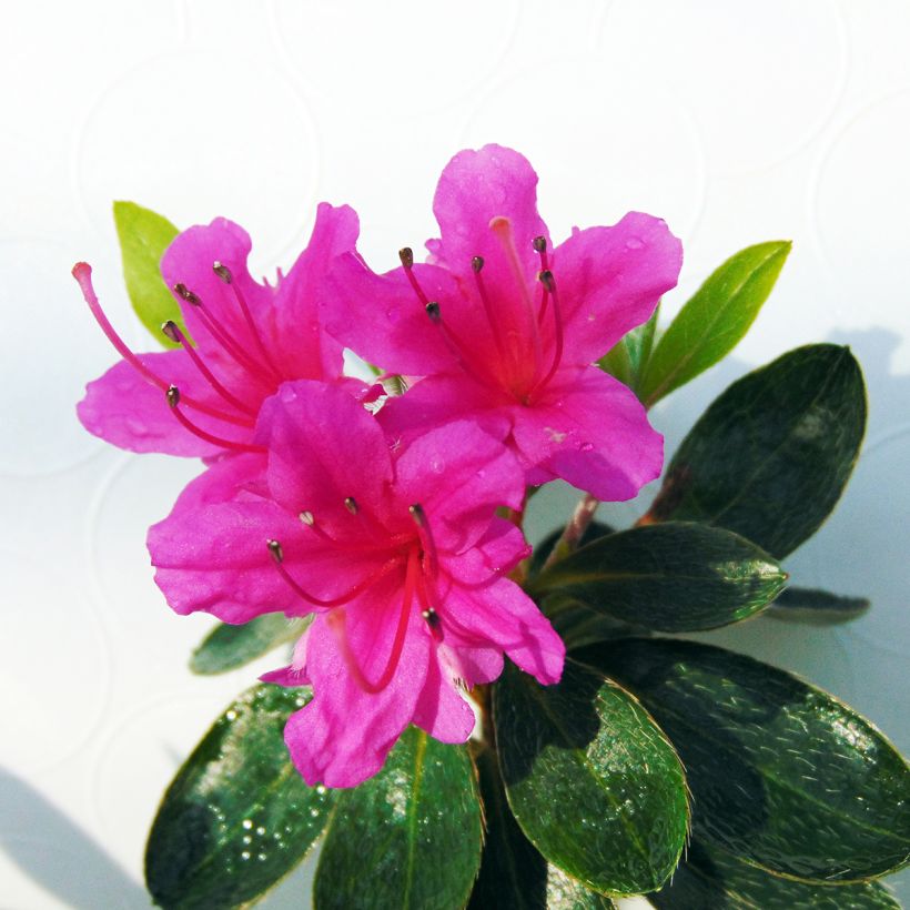Japaninatsalea Amoena (Kukinta)