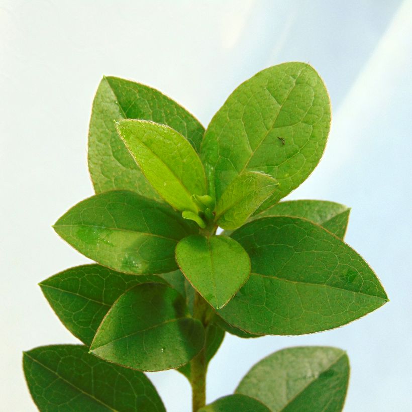 Japaninatsalea Eucharis (Lehvistö)