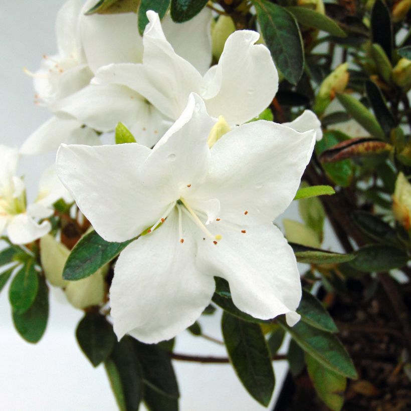 Japaninatsalea Eucharis (Kukinta)