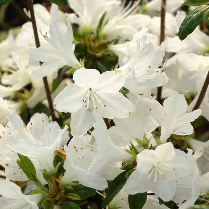 Japaninatsalea Palestrina (Kukinta)