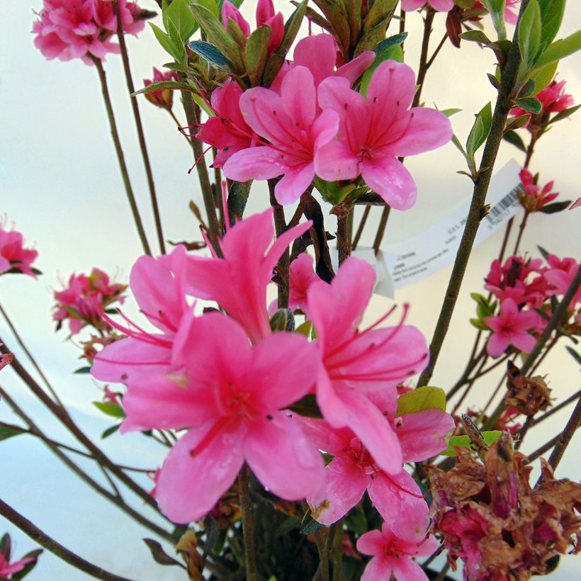 Japaninatsalea Sylvester (Kukinta)