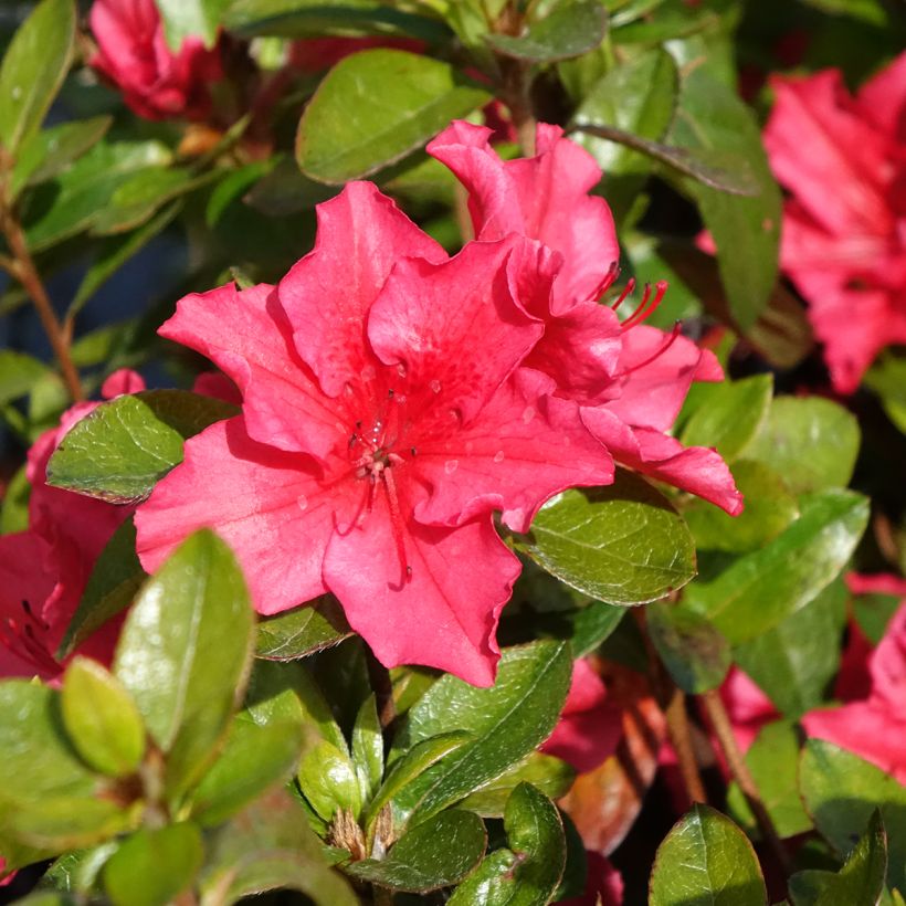 Japaninatsalea Vuyk's Scarlet (Kukinta)
