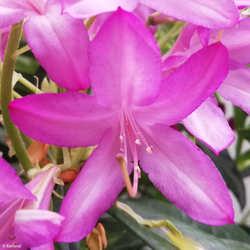 Atsalea - Rhododendron x gowenianum (Kukinta)