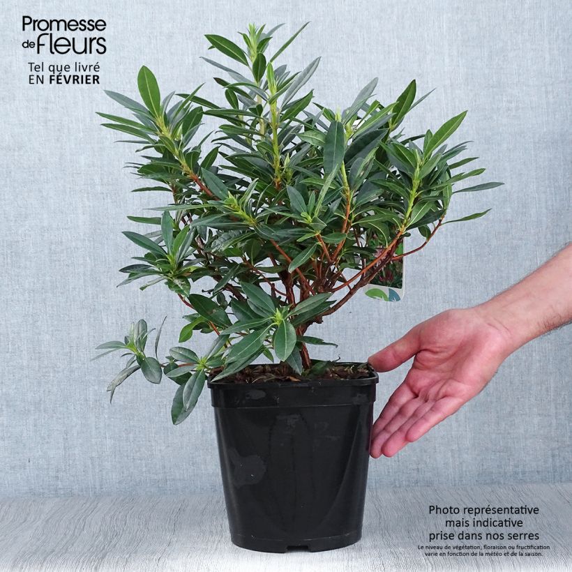 Esimerkki syksyllä toimitetusta Atsalea - Rhododendron x gowenianum 4 litran/5 litran ruukku-taimesta