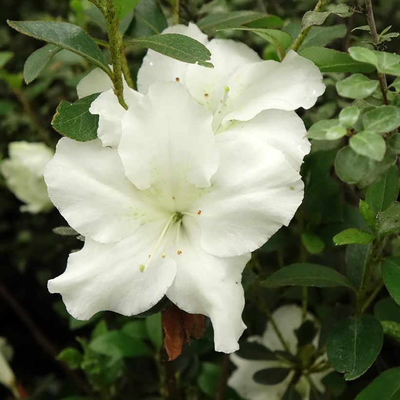 Japaninatsalea Dorothy Heiden (Kukinta)