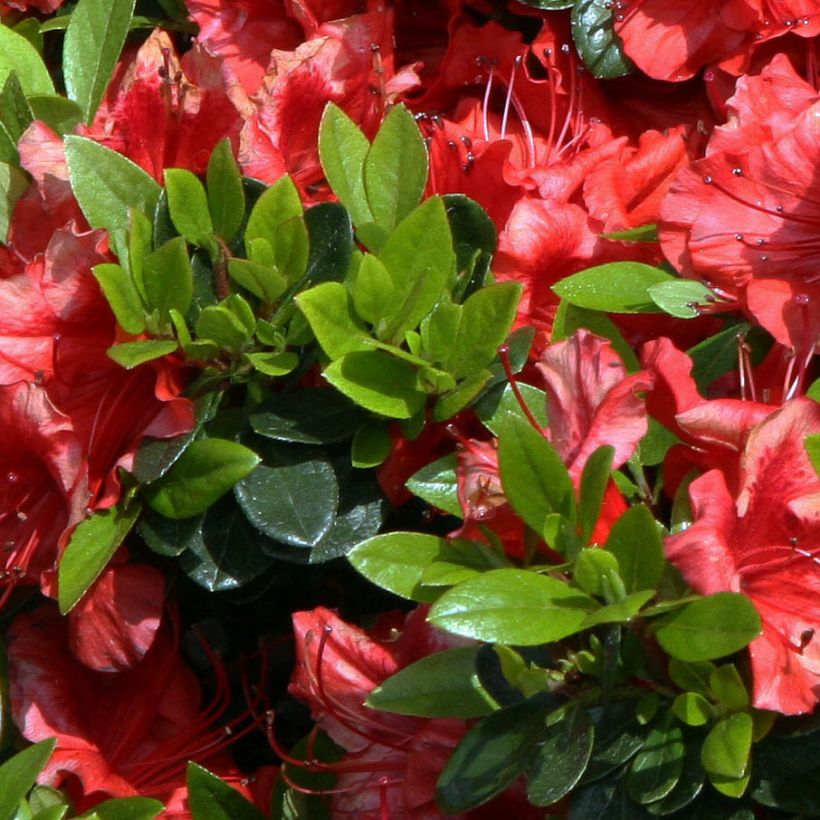 Japaninatsalea Girard's scarlet (Lehvistö)