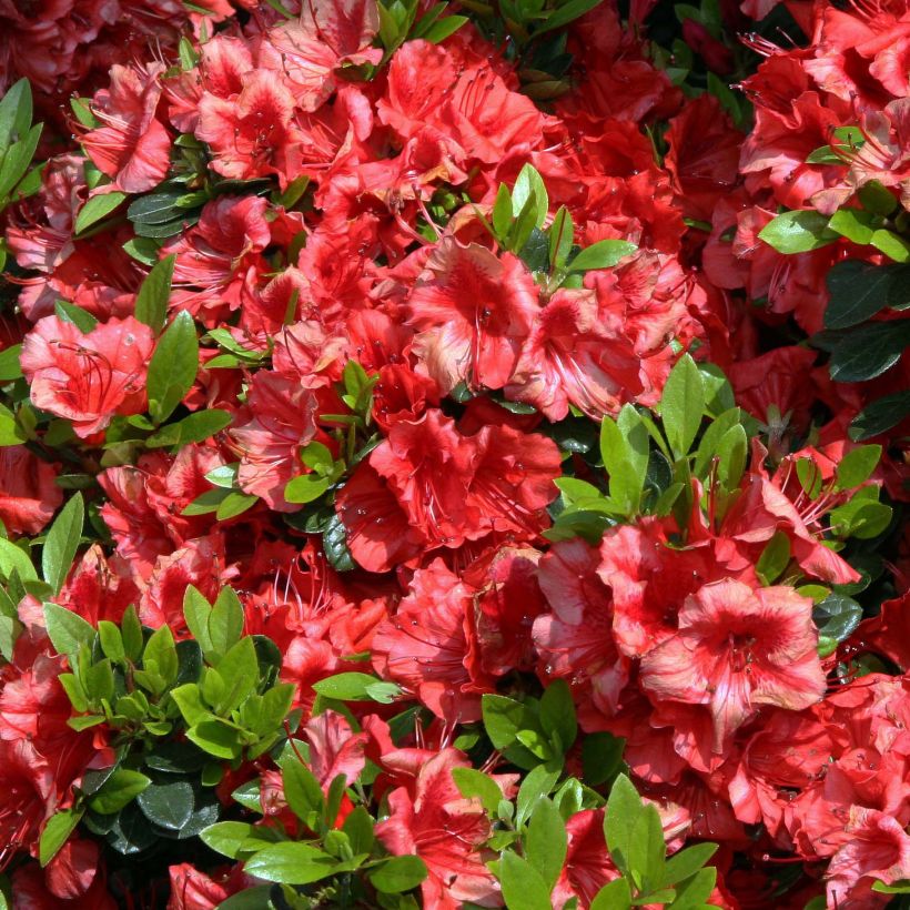 Japaninatsalea Girard's scarlet (Kukinta)