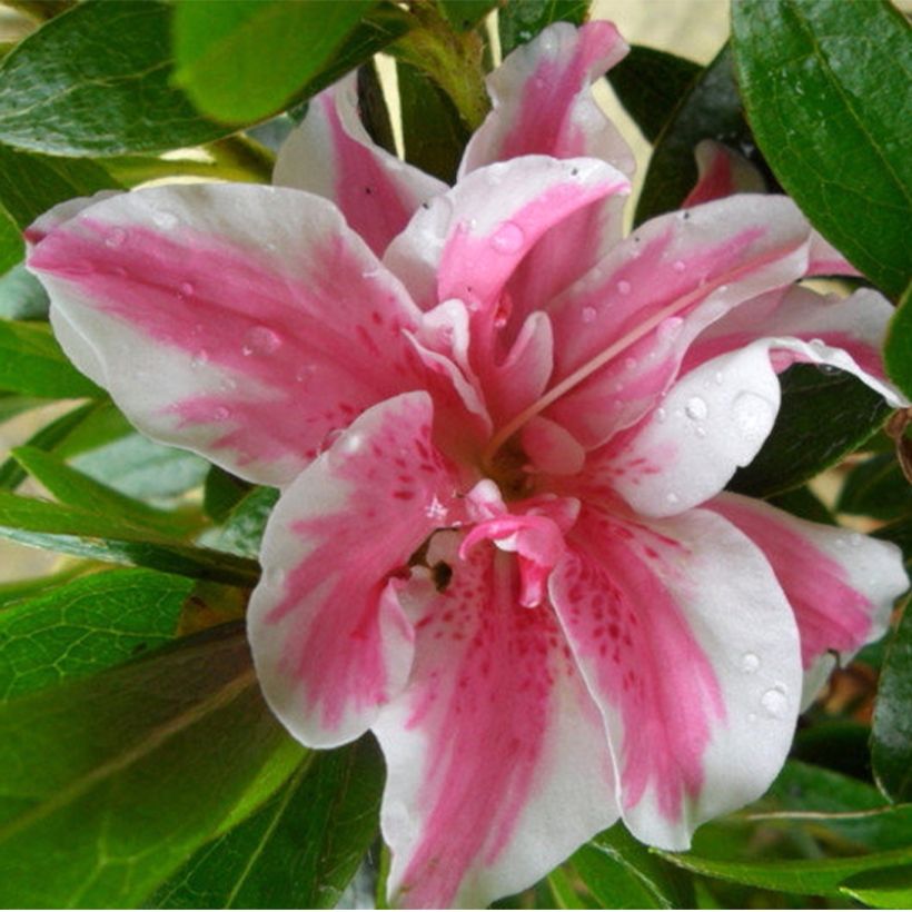 Japaninatsalea Melle (Kukinta)