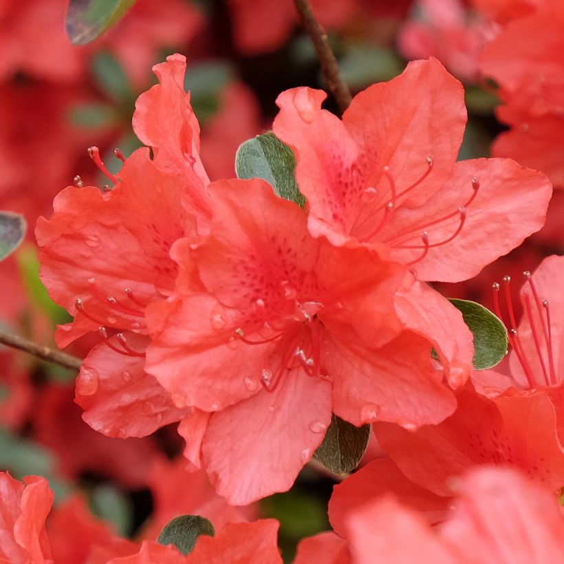 Japaninatsalea Orange Beauty (Kukinta)