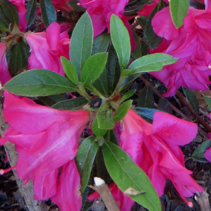 Japaninatsalea Rosa King (Lehvistö)