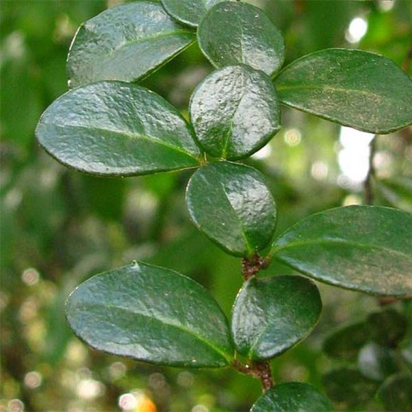 Azara microphylla (Lehvistö)