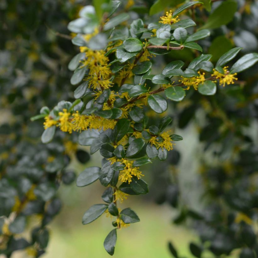 Azara microphylla (Kukinta)