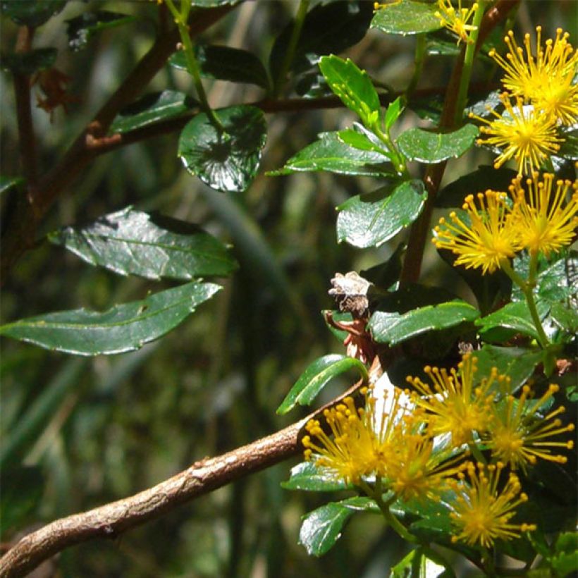 Azara serrata (Lehvistö)