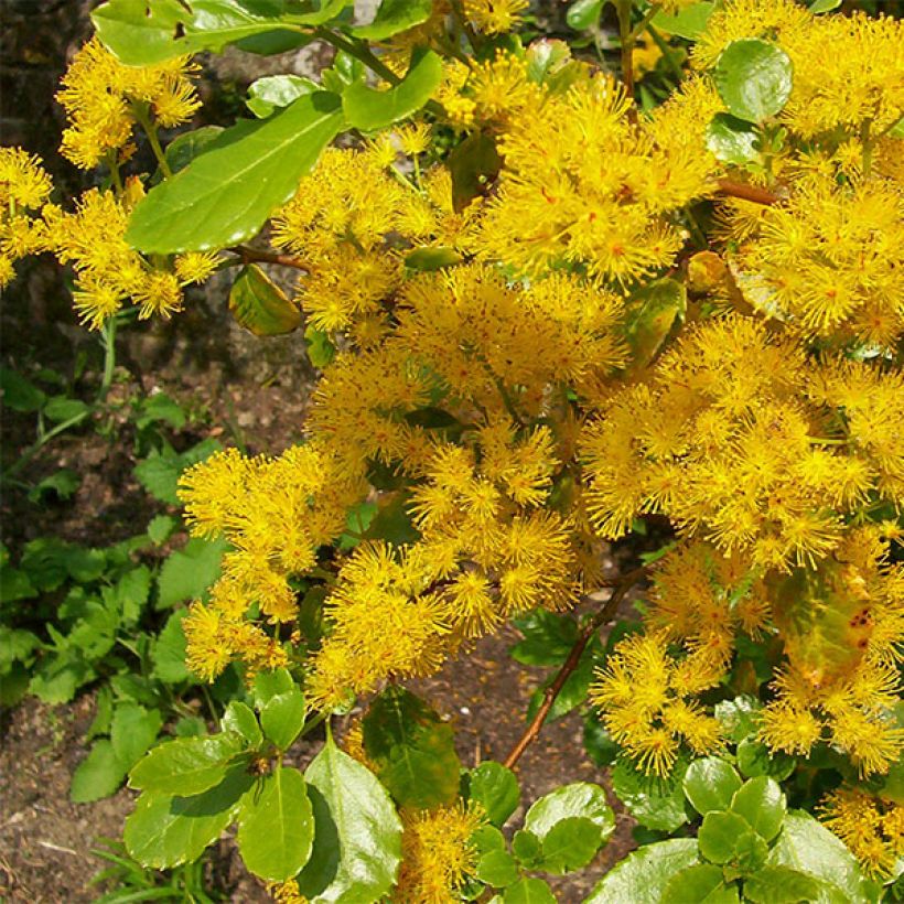 Azara serrata (Kukinta)