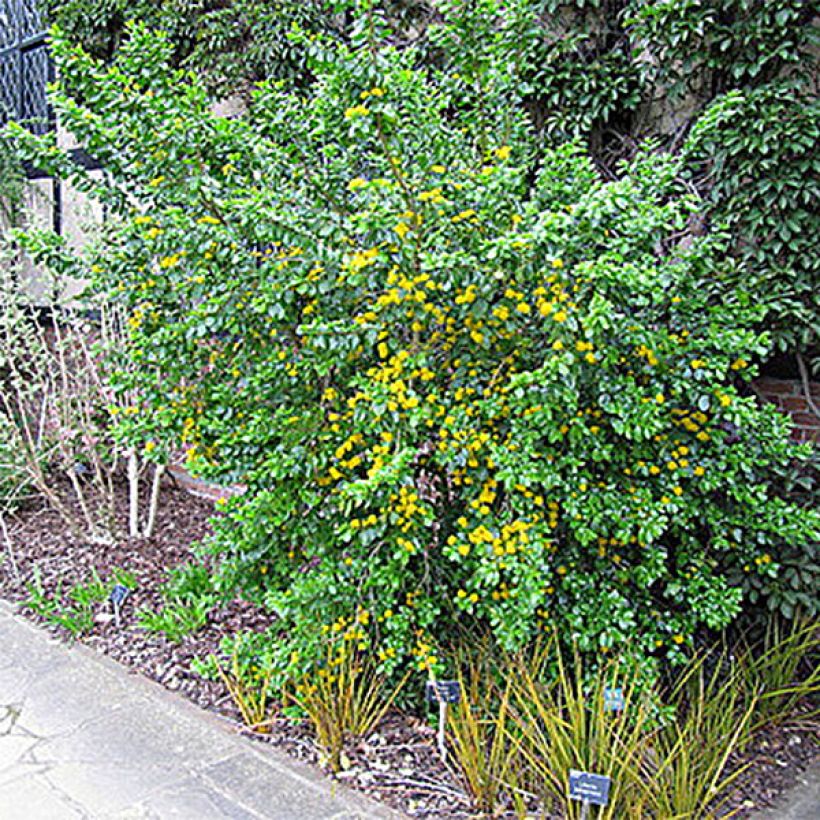 Azara serrata (Kasvutapa)